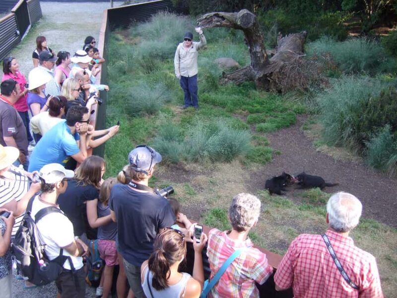 Cradle Mountain: After Dark Tasmanian Devil Feeding Tour - An In-Depth Look at the Experience