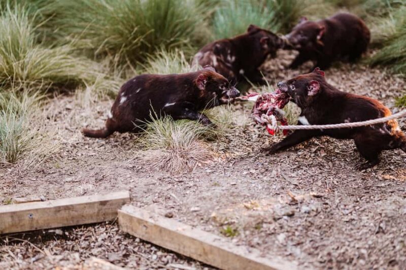 Cradle Mountain: After Dark Tasmanian Devil Feeding Tour - Final Thoughts: Is It Worth It?