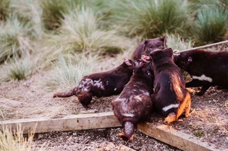 Cradle Mountain: After Dark Tasmanian Devil Feeding Tour - Frequently Asked Questions