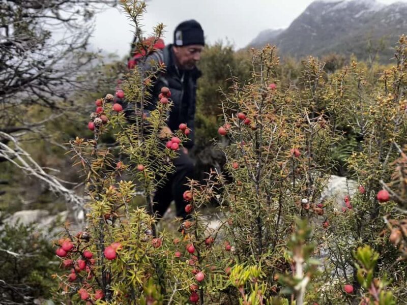 Cradle Mountain: Day Trip from Launceston with Lunch - Additional Stops and Cultural Insight