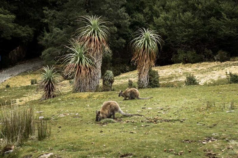Cradle Mountain National Park by Coach from Launceston - Final Thoughts