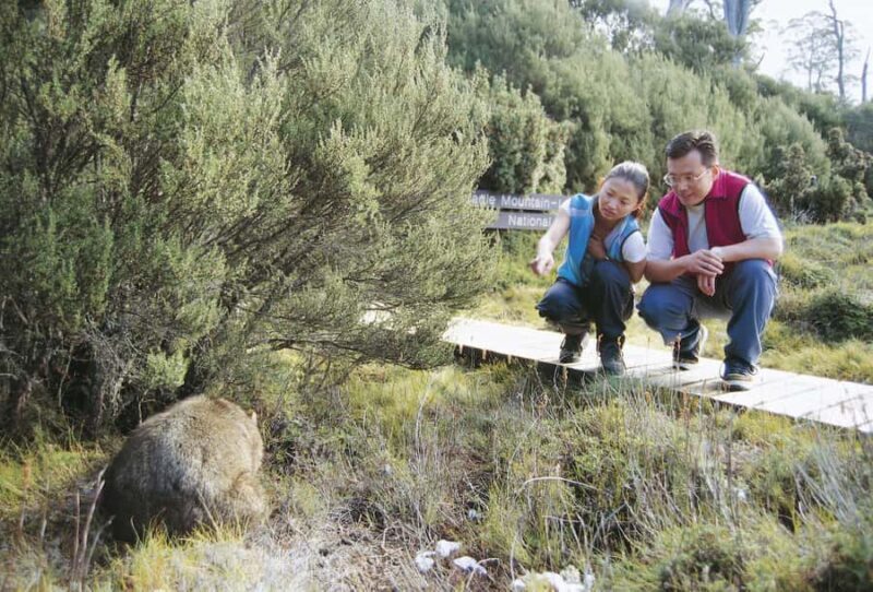 Cradle Mountain Wildlife Spotting after Dark - Key Points