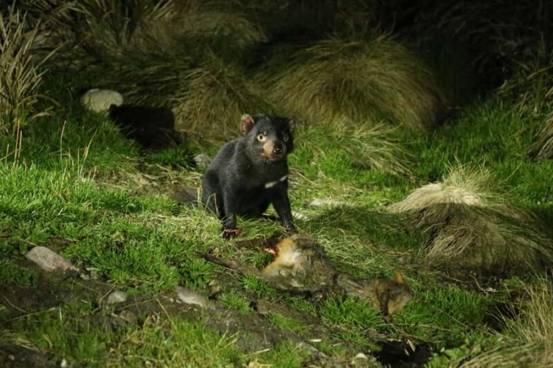 Cradle Mountain Wildlife Spotting after Dark - An In-Depth Look at the Cradle Mountain Night Tour