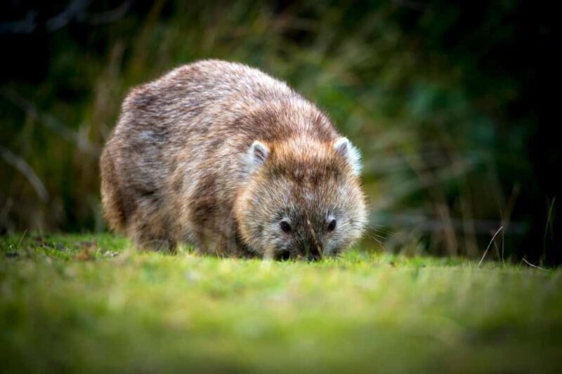 Cradle Mountain Wildlife Spotting after Dark - What to Expect and What to Bring