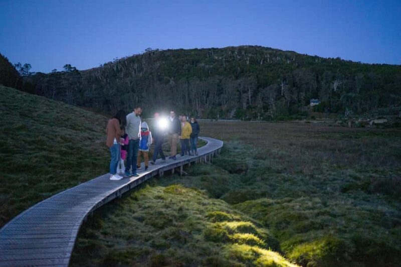 Cradle Mountain Wildlife Spotting after Dark - Pricing and Value
