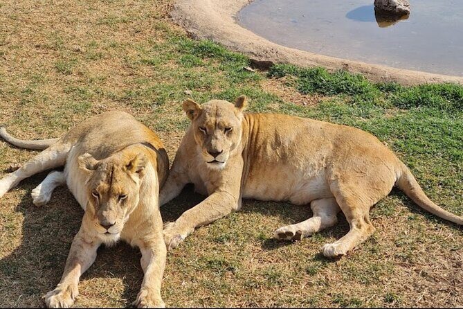 Cradle of Human Kind & Lion & Rhino Park Tour Full day Tour Private - Final thoughts