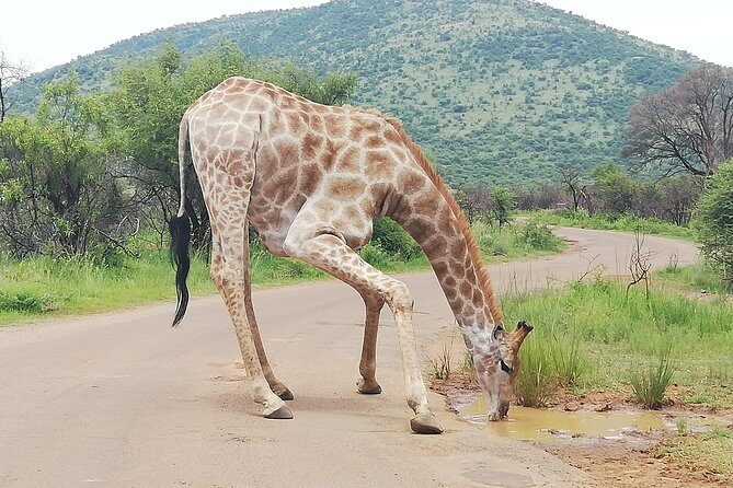 Cradle of Human Kind & Lion & Rhino Park Tour Full day Tour Private - FAQ