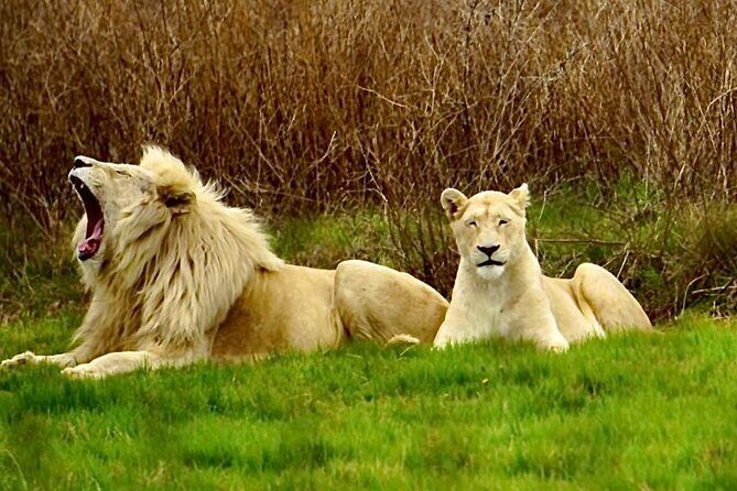 Cradle of Humankind, Caves or Maropeng, Rhino and Lion Park - A Closer Look at the Tour Itinerary