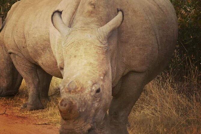 Cradle of Humankind, Caves or Maropeng, Rhino and Lion Park - Who Is This Tour Best For?