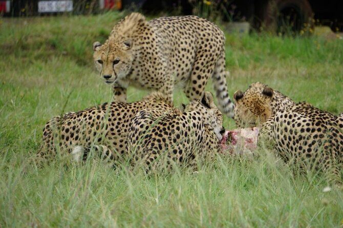 Cradle of Humankind, Caves or Maropeng, Rhino and Lion Park - FAQs