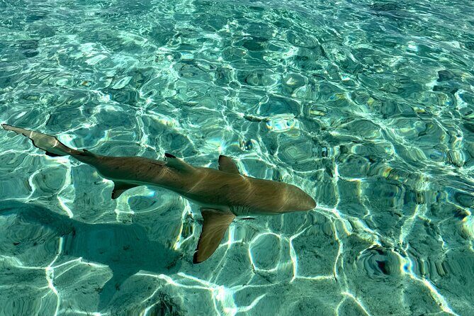 Crazy sea horse Bora Bora Comfortable boat, snorkeling and lunch - FAQs