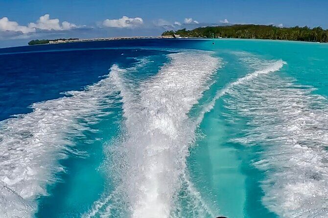 Crazyseahorseborabora Comfortable boat , sensational snorkeling . - What You Should Know Before Booking