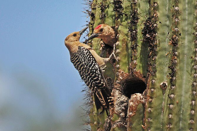 Creative Soul Scavenger Hunt(Sabino Canyon&Catalina Park,Tucson) - Key Points