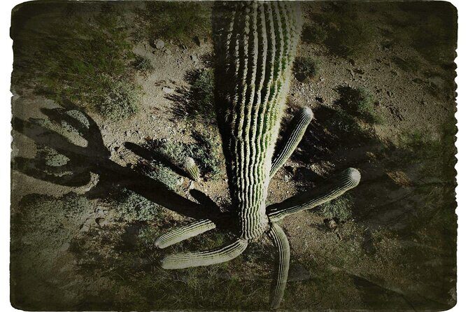 Creative Soul Scavenger Hunt(Sabino Canyon&Catalina Park,Tucson) - Practicalities and Considerations