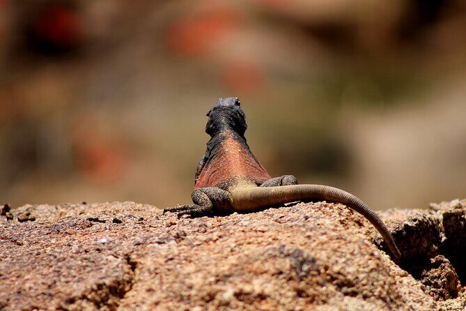 CreativeSoul ScavengerHunt(Hidden Valley,Joshua Tree)Remote Host - FAQ