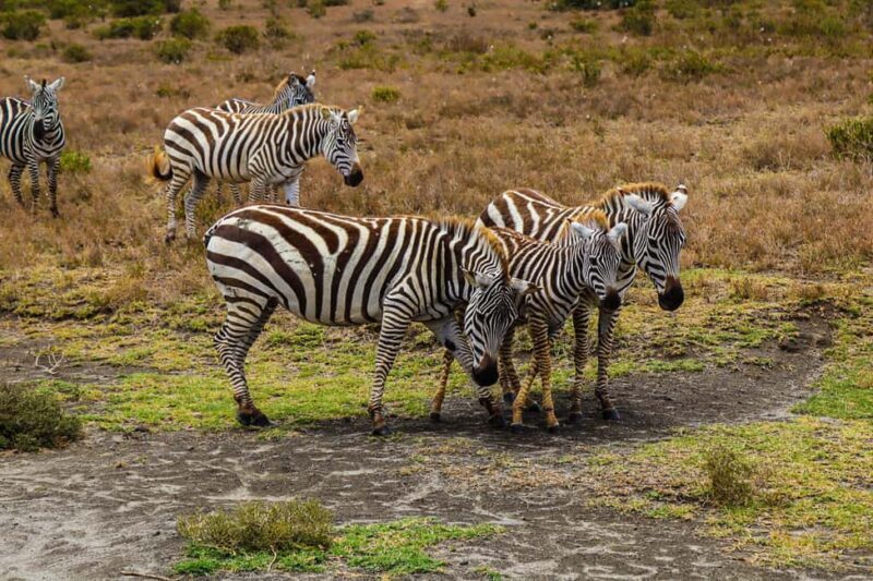 Crescent Island and Lake Naivasha: A Walking Safari - Final Thoughts