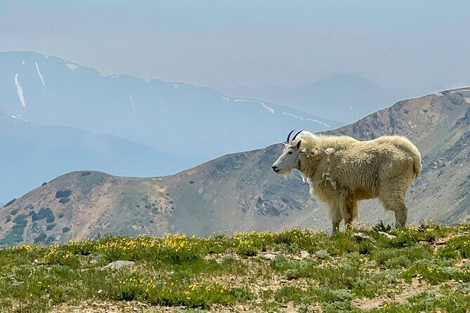 Crested Butte via Cottonwood Pass Private Colorado Adventure Tour - Price vs. Value