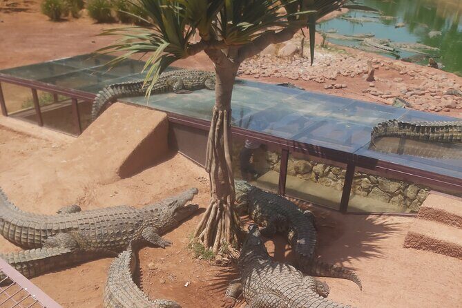 Crocodil Park transport and entrance ticket Crocoparc Included - Introducing the Crocodil Park Experience in Agadir