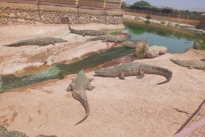 Crocodil Park transport and entrance ticket Crocoparc Included - Key Points