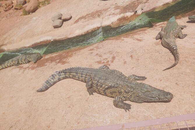 Crocodil Park transport and entrance ticket Crocoparc Included - The Crocoparc Itinerary in Detail