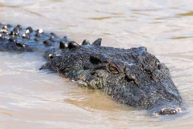 Crocodile Jumping Boat Cruise with Transfer from Darwin - Who Is This Tour Best For?