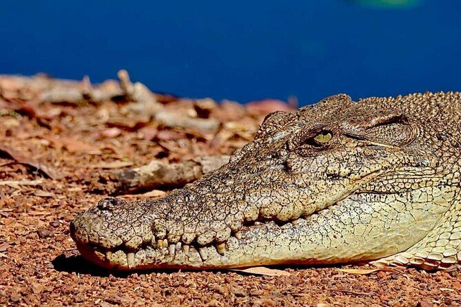 Crocodile Jumping Boat Cruise with Transfer from Darwin - The Sum Up