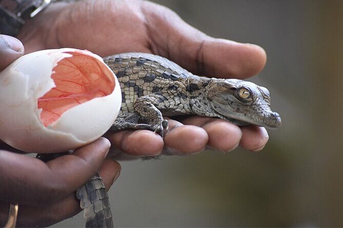 Crocodile Nature Park - Key Points