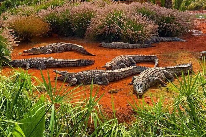 Crocodile Park+ Coco Polizzi including Transportation and entrance - Final Thoughts