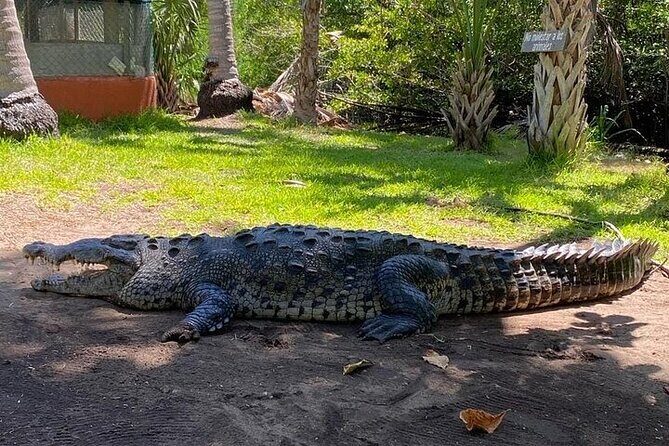 Crocodiles and Turtles Ecological Tour - Exploring Ventanilla’s Mangroves and Wildlife