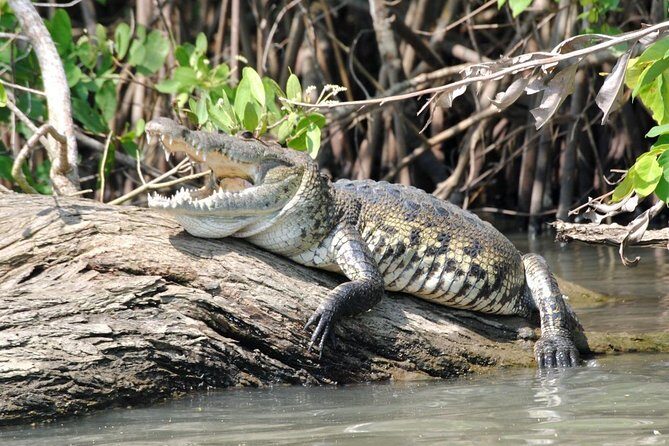 Croc´s & Turtle Aquarium - An In-Depth Look at the Croc’s & Turtle Aquarium Tour