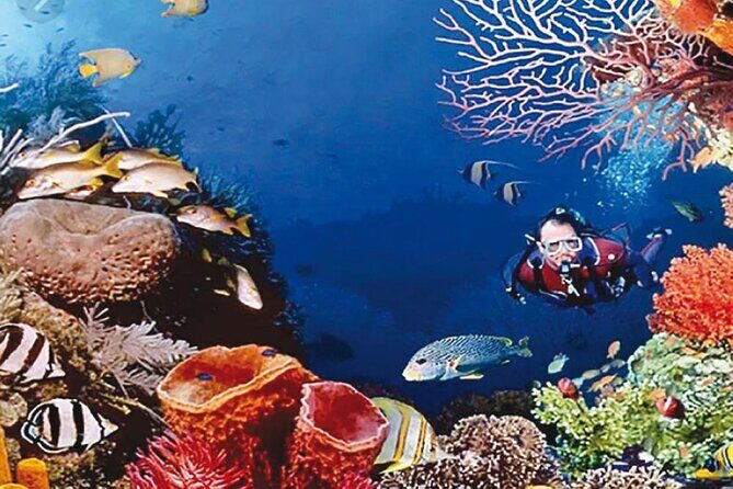 Cruise Experience Half-Day from Aqaba - Who Should Consider This Tour?