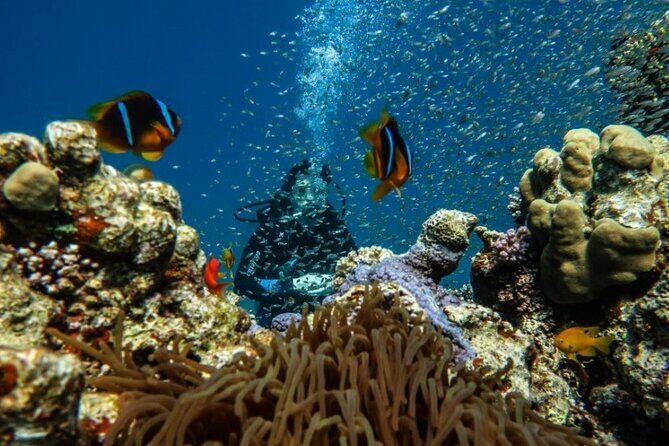 Cruise Experience Half-Day from Aqaba - The Sum Up