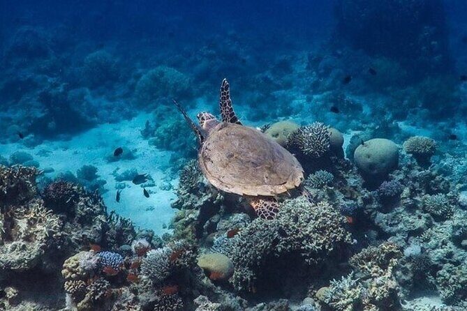 Cruise Experience Half-Day from Aqaba - FAQ