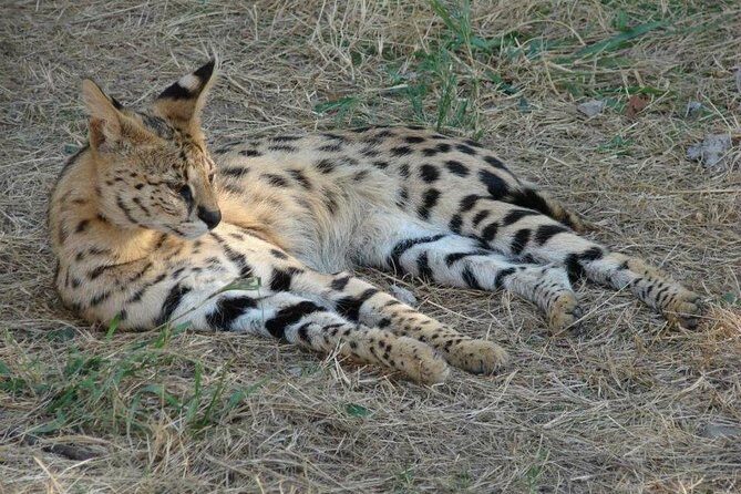 Cruise on Blyde Dam & Moholoholo Rehab Centre Day Tour from Hazyview - A Practical Introduction to the Tour