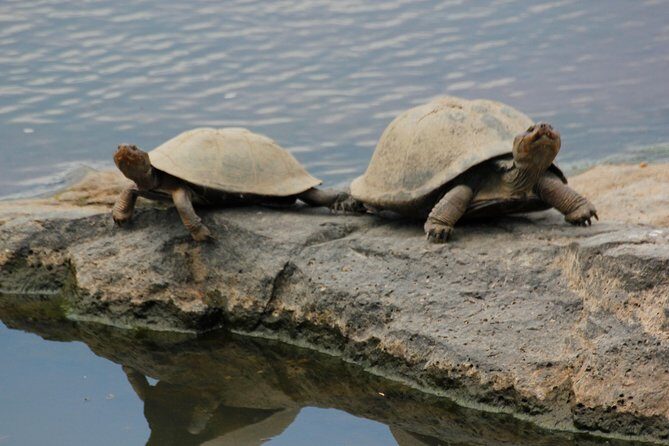 Cruise on Blyde Dam & Moholoholo Rehab Centre Day Tour from Hazyview - In The Sum Up