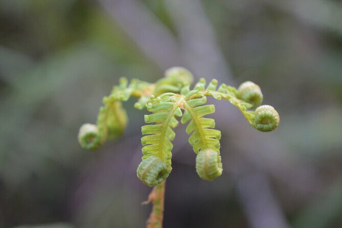 Cruise & Rainforest Walk - Franz Josef Glacier - FAQ