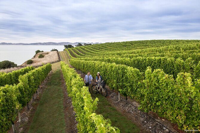 CRUISE SHIP DAY Marlborough Hop On Hop Off Wine Tours - Final Thoughts: Is This Tour Right For You?