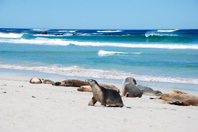 Cruise Ship Flinders Chase Tour - Who Would Enjoy This Tour?