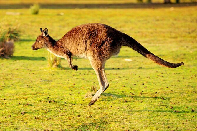 CRUISE SHIP Wildlife Tour - Key Points
