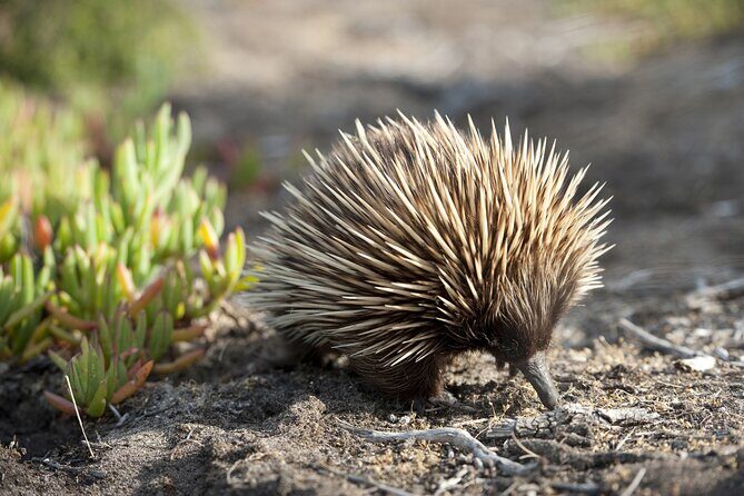 CRUISE SHIP Wildlife Tour - An In-Depth Look at the Kangaroo Island Wildlife Tour