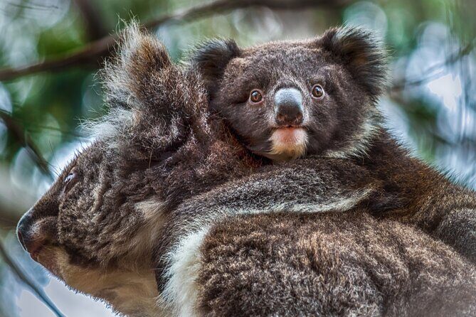 CRUISE SHIP Wildlife Tour - Who Should Consider This Tour?