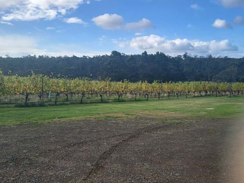 Cruise Ship - Wine Shore Excursion - Hobart - First Stop: A Family-Owned Vineyard