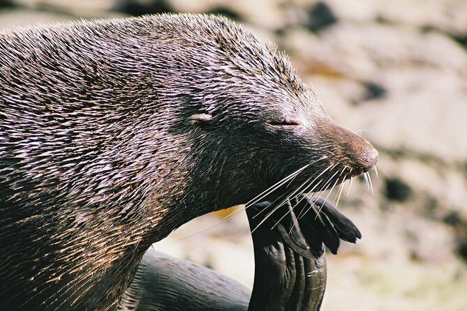 Cruise, Walk, and Sail in Abel Tasman National Park - An Overview of the Tour Experience