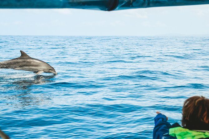 Cruise with Dolphins in Byron Bay - In Summary