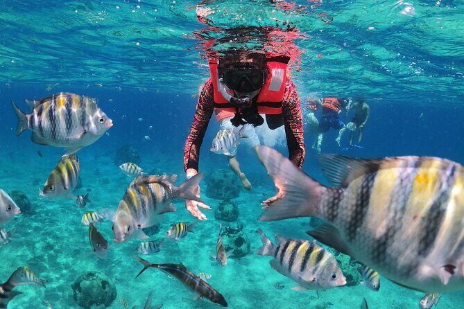 Crusers only Under the Sea of Cozumel - A Closer Look at the Experience