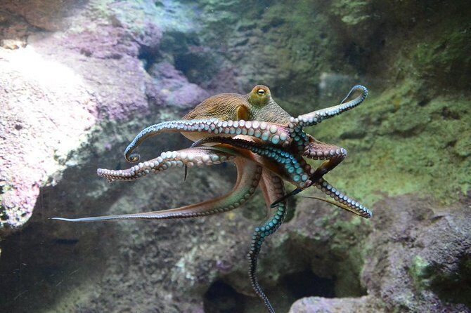 Crystal Caves, Aquarium, City of Hamilton and Ferry - The Sum Up
