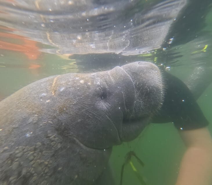 Crystal River: Guided Manatee Snorkeling Tour - Why This Tour Offers Great Value