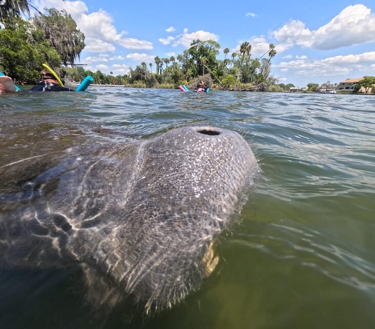 Crystal River: Guided Manatee Snorkeling Tour - The Environment and Conservation Focus