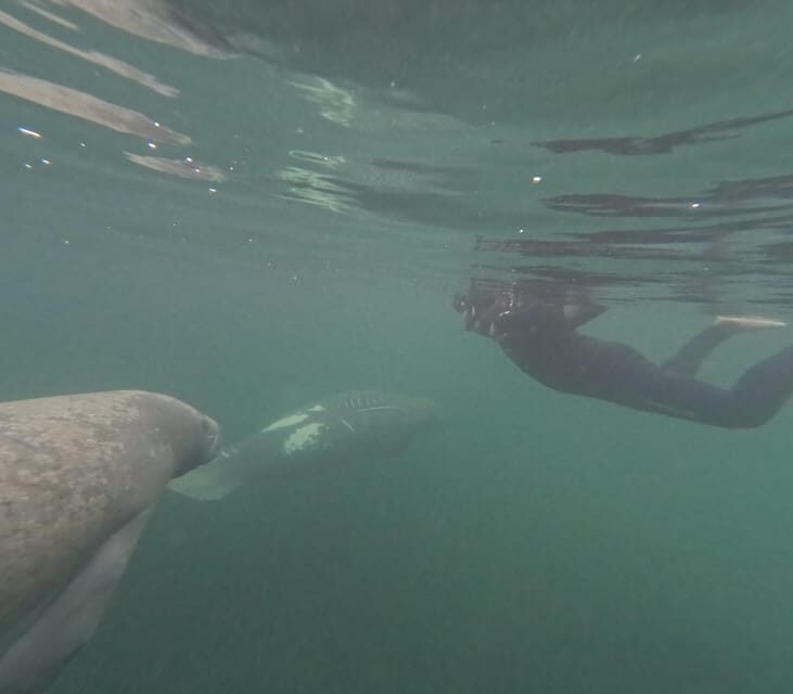 Crystal River: Guided Manatee Snorkeling Tour - Practical Tips for Travelers