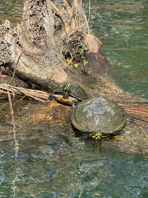 Crystal River: Manatee Season Tour w/ Free Photo Package - Key Points